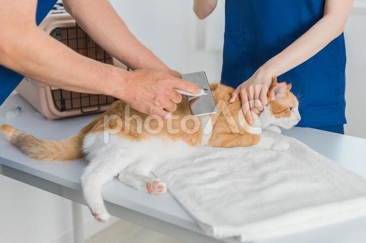 動物病院で猫をブラッシングする獣医師 猫,ブラッシング,毛玉の写真素材