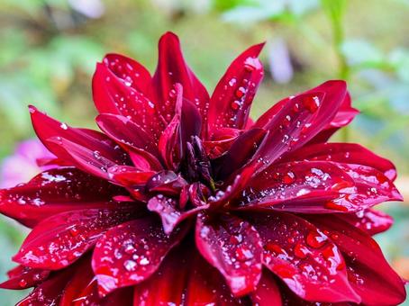 雨上がりのダリア(黒蝶) 雨上がりのダリア(黒蝶) ダリア,花,フラワーの写真素材