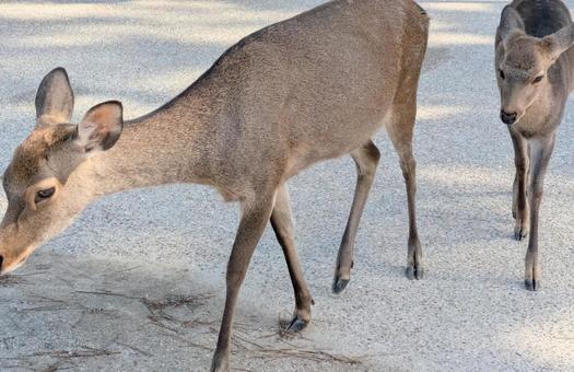 鹿　 鹿,動物,シカの写真素材