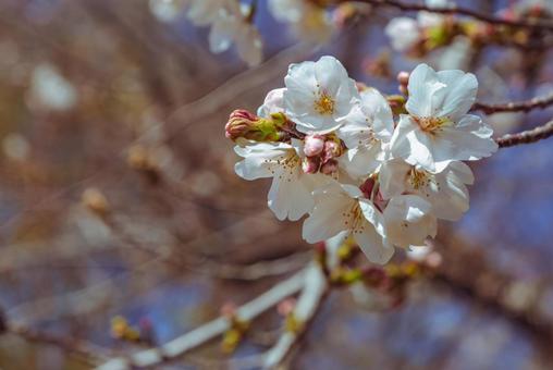 ソメイヨシノ桜2ー14の写真