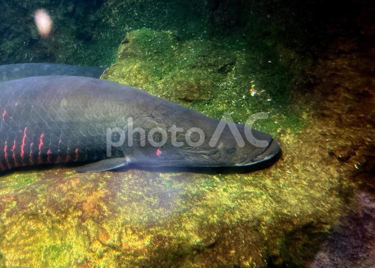 ピラルクー ピラルクー,魚,魚類の写真素材