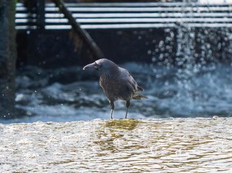 水辺のカラス 水辺のカラスの写真