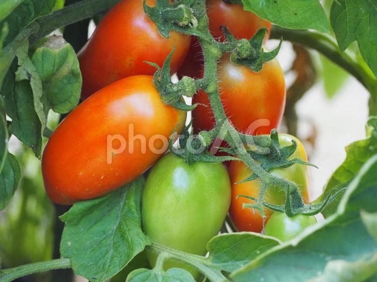 加熱用トマト　サンマルツァーノ③ トマト,食べ物,野菜の写真素材