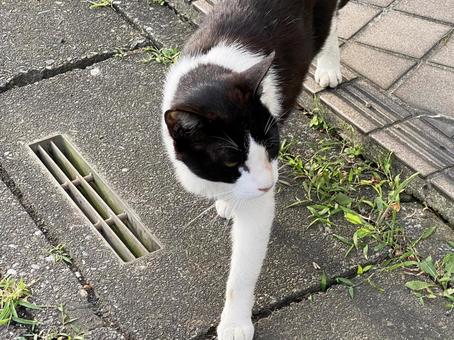 ねこ ねこの写真