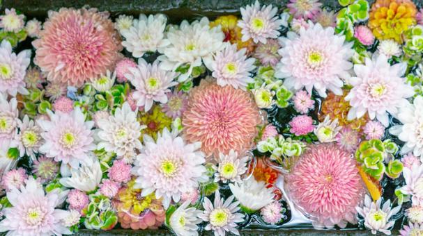 華やかな花手水 花,菊,和風の写真素材