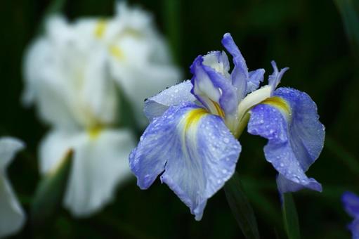 Pass the incense of Edo to now, JPG Pass the incense of Edo to now, plant, flower, iris, JPG