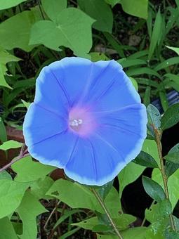 朝顔 青 朝顔 青の写真