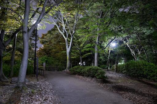 猿江恩賜公園　夜景　2025年 猿江恩賜公園,夜,公園の写真素材