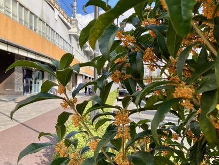 Osmanthus, JPG