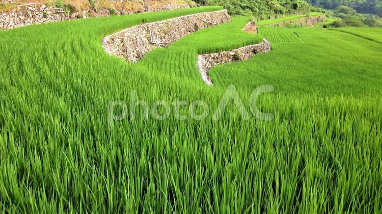 棚田で育った稲（夏） 夏,棚田,稲の写真素材