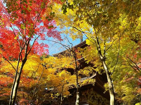 秋を見上げて 秋を見上げて 紅葉,秋,絶景の写真素材