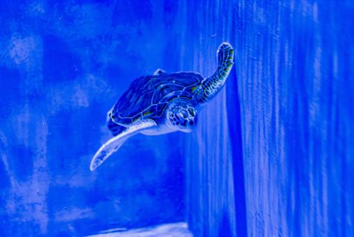 小笠原諸島・父島 アオウミガメ 小笠原諸島・父島 アオウミガメ ウミガメ,小笠原,小笠原諸島の写真素材