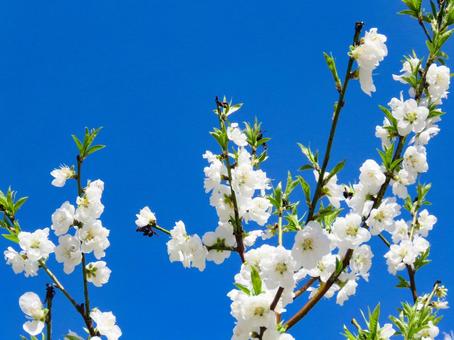 春イメージ〜満開のハナモモの花と青空 春イメージ〜満開のハナモモの花と青空 ハナモモ,春イメージ,花の写真素材