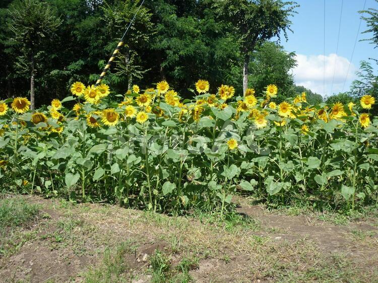 ひまわり畑 ひまわり,向日葵,畑の写真素材