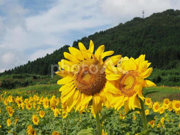 ひまわり畑 ひまわり,仲良し,ひまわり畑の写真素材