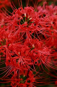 曼殊沙華 曼殊沙華,彼岸花,赤いの写真素材