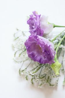 トルコキキョウの花 トルコキキョウの花 トルコキキョウ,花,植物の写真素材