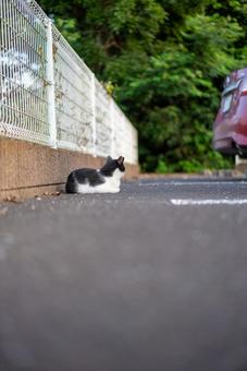 静かにたたずむ白黒猫の写真