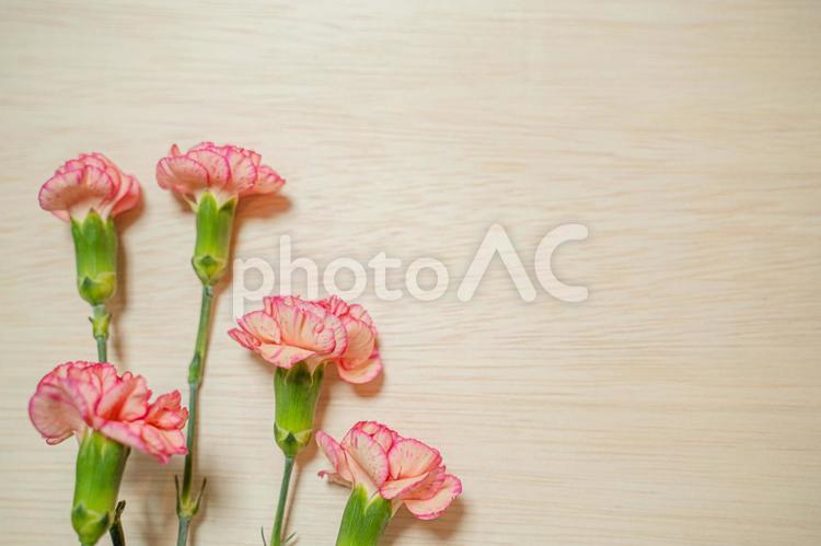 カーネーション　ボタニカルフレームの文字入れ背景素材 カーネーション,ピンクの花,母の日の写真素材