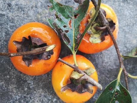 柿2 柿,オレンジ色,秋の写真素材