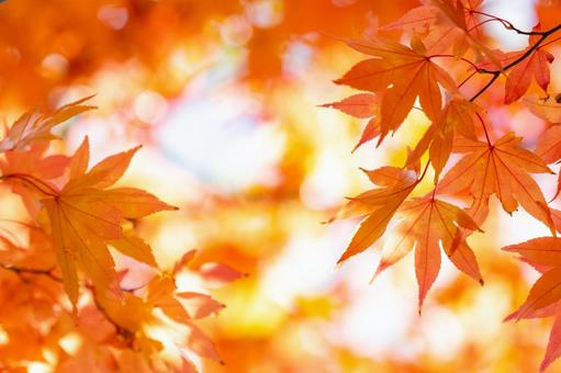 秋の紅葉と美しいボケ背景 秋の紅葉と美しいボケ背景の写真