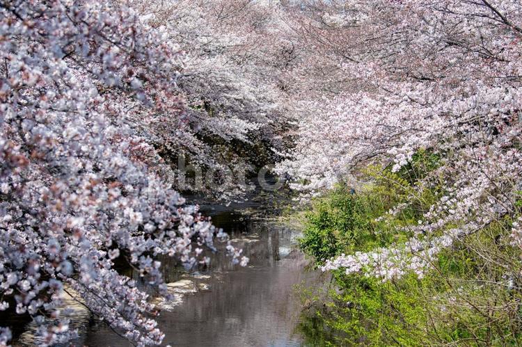 川沿いの満開の桜並木 川,川沿い,さくらの写真素材