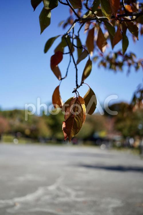 小さい秋見つけた 秋,自然,紅葉の写真素材