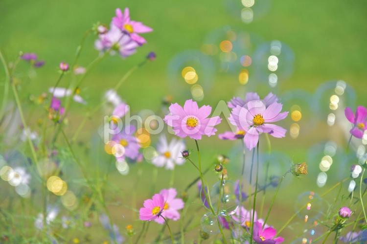 シャボン玉の残影とコスモス コスモス,秋桜,花畑の写真素材