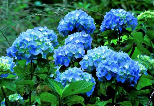 青い紫陽花 青い紫陽花の写真