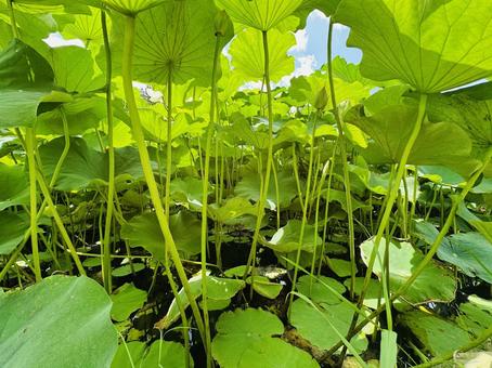 A green lotus field seen from the side, JPG