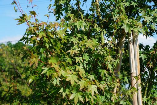 モミジの葉 モミジ,葉,植物の写真素材