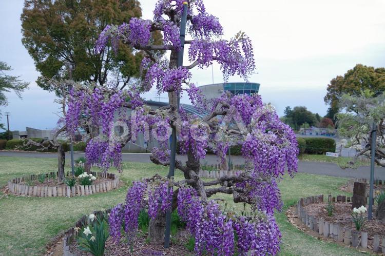 ふじの咲く丘の藤　群馬県藤岡市 春,藤棚,藤の花の写真素材