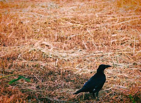 草を刈り込んだ野原にたたずむカラス 草を刈り込んだ野原にたたずむカラス カラス,烏,からすの写真素材