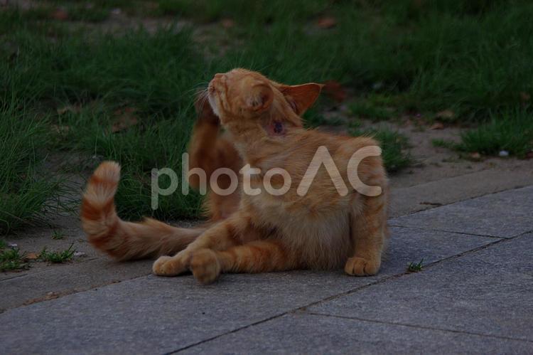 春のたそがれの公園猫 ネコ,猫,公園猫の写真素材