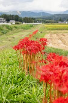 ヒガンバナ(53) ヒガンバナ(53)の写真
