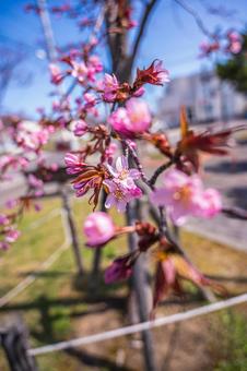 Sakura (Part 6) 搜索詞 / Sakura Creator 名稱 / YUTO @ PHOTOGRAPHER Sakura (Part 6) 搜索詞 / Sakura Creator 名稱 / YUTO @ PHOTOGRAPHER