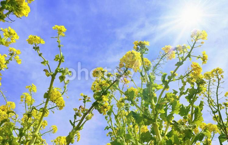 冬咲きの菜の花と陽光 菜の花,冬咲き,花の写真素材