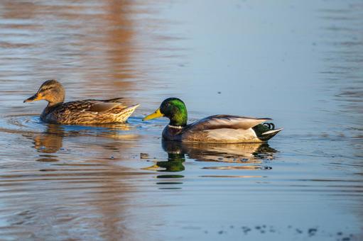 池を泳ぐマガモのオス 池を泳ぐマガモのオスの写真