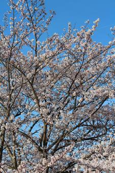 cherry blossoms, JPG cherry blossoms, JPG