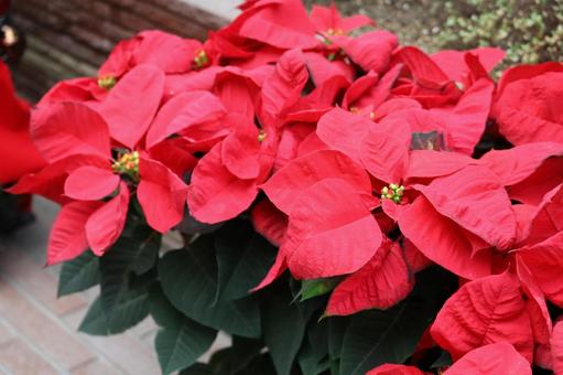 ポインセチア 植物,草,赤色の写真素材