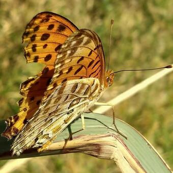 千葉県・おせんころがし・ヒョウモンチョウ 蝶,蝶々,昆虫の写真素材