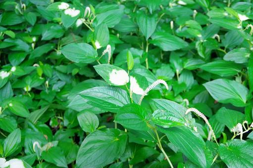 Photo, hange show, green, white, 