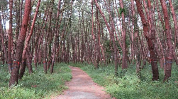 元寇防塁　防塁に続く松林　生の松原海岸 元寇防塁,石築地,蒙古襲来の写真素材