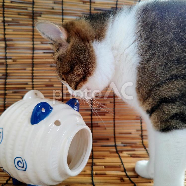 猫と簾とブタ 猫,ネコ,ペットの写真素材