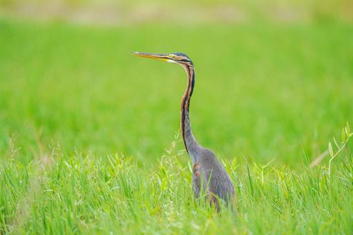 ムラサキサギ ムラサキサギ ムラサキサギ,サギ,鳥の写真素材