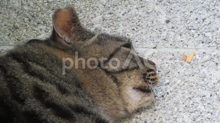 もふもふで可愛い脱力系の猫様 猫,キジトラ,顔の写真素材