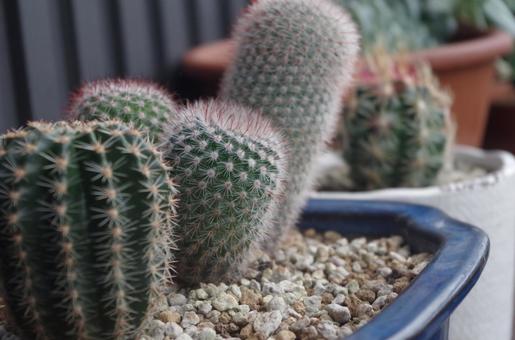 サボテンいろいろの写真