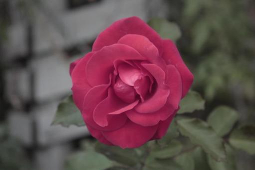 ばら2 冬,赤,薔薇の写真素材