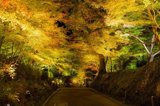 岩手県平泉町 秋の中尊寺 参道の夜景 平泉,平泉町,中尊寺の写真素材