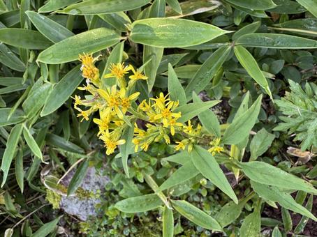 黄色い花 風景,自然,山の写真素材